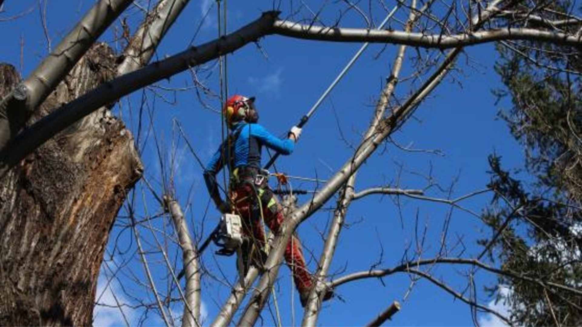 tree climbing castagno (2)