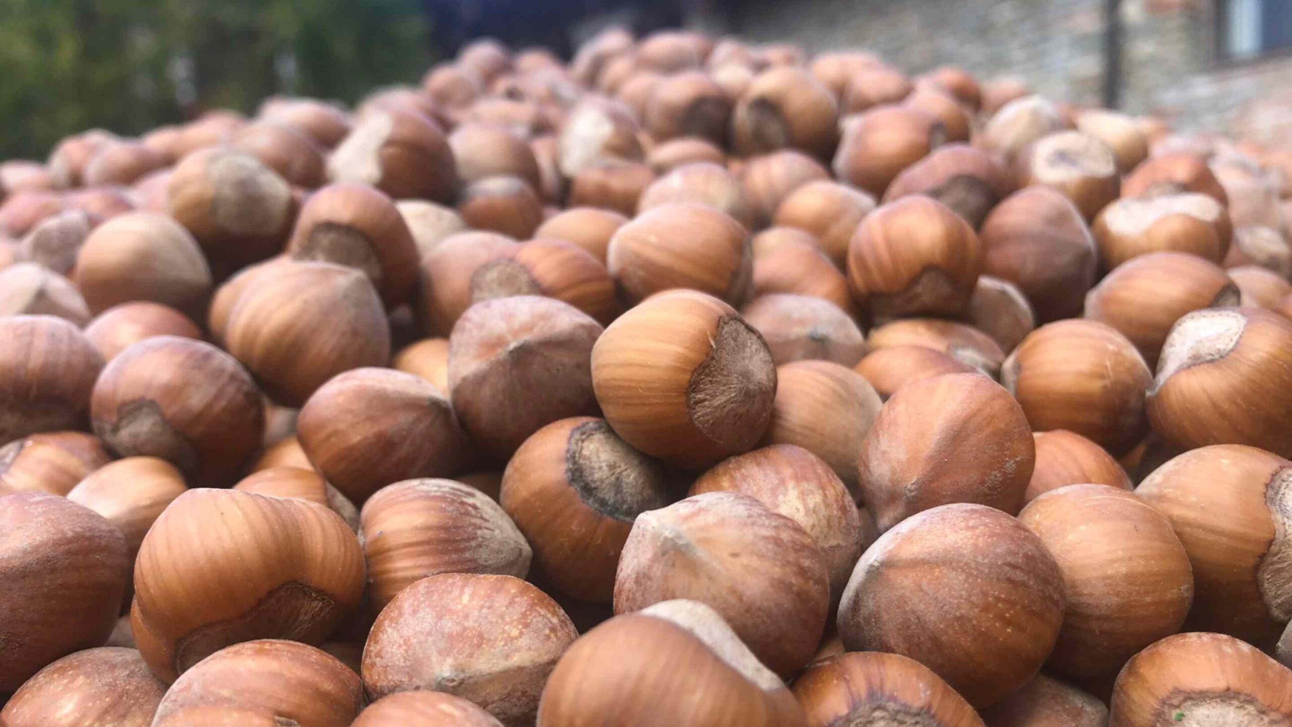 nocciole-cuneesi